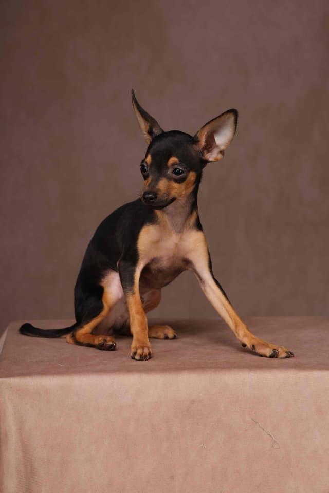 Tiny Micro Russian Toy Puppies – Premium European Bloodlines! media 4