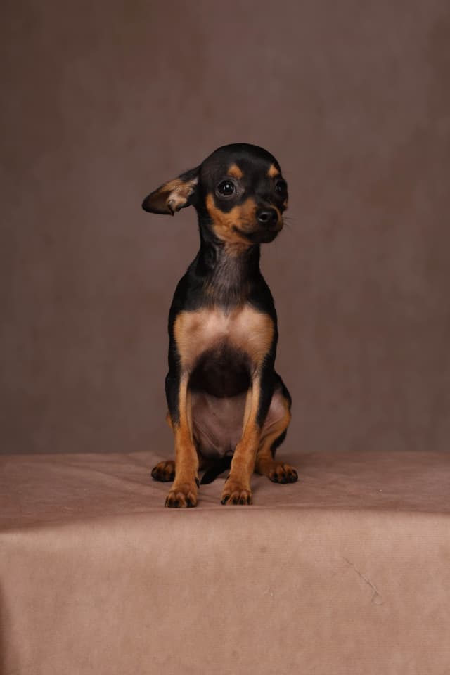Tiny Micro Russian Toy Puppies – Premium European Bloodlines! media 5