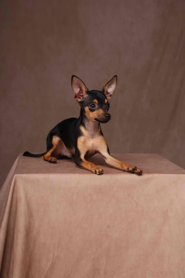 Tiny Micro Russian Toy Puppies – Premium European Bloodlines! media 7