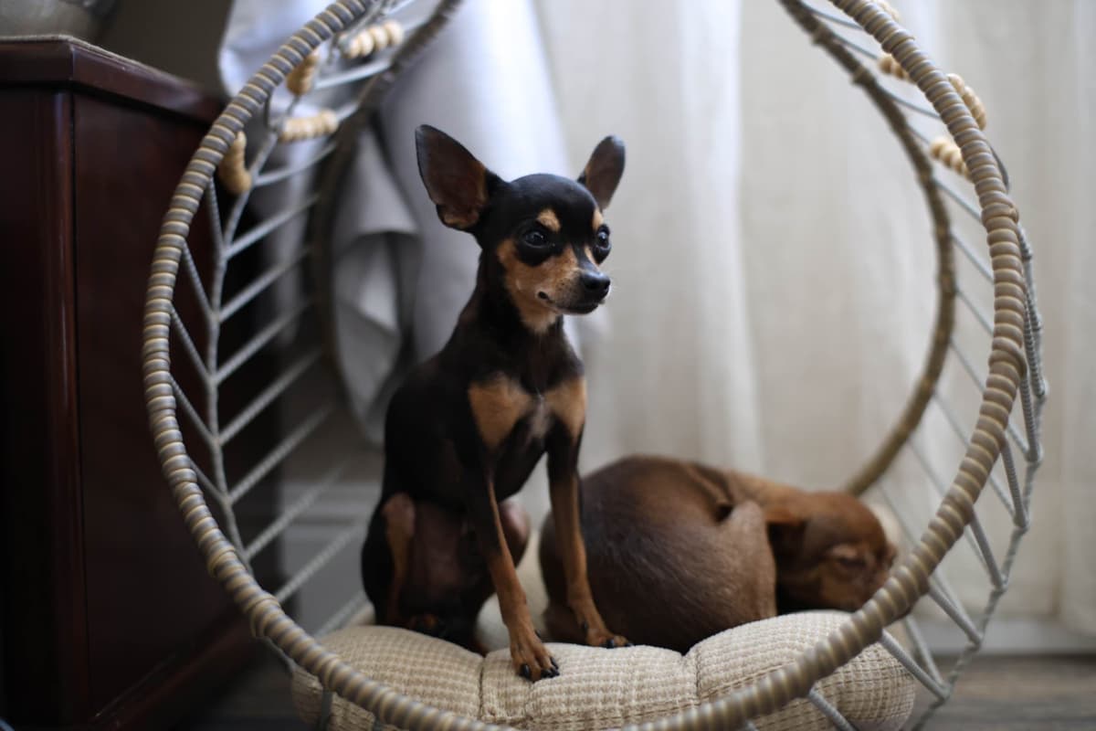 Tiny Micro Russian Toy Puppies – Premium European Bloodlines! breeder image 1