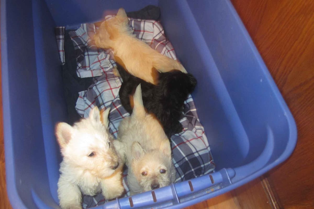 Scottish Terrier Puppies breeder image 3