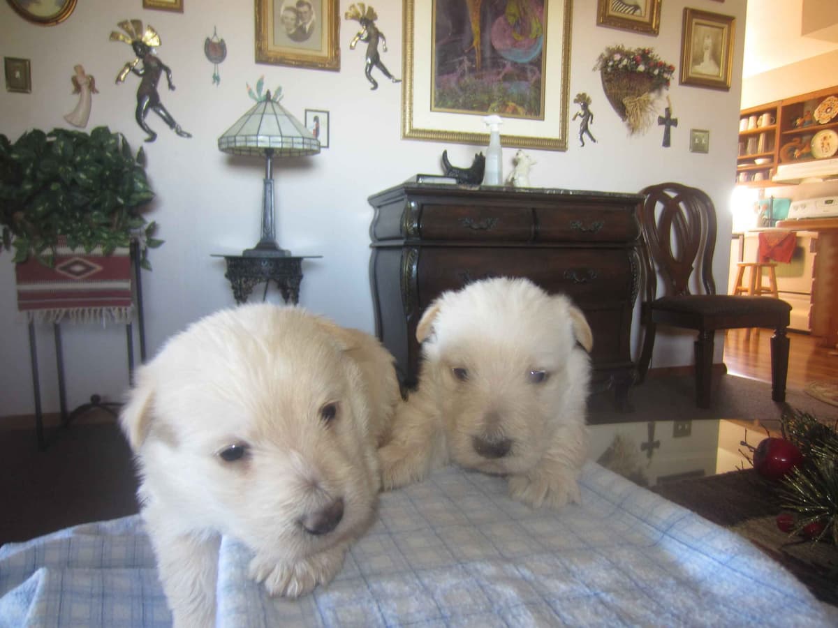 Scottish Terrier Puppies breeder image 4