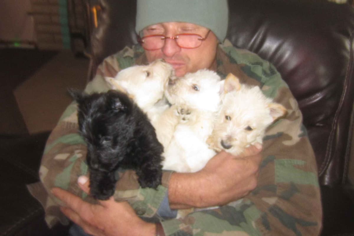 Scottish Terrier Puppies breeder image 5