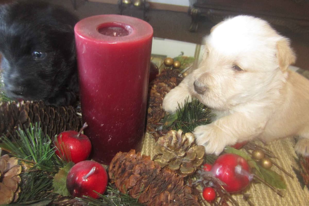 Scottish Terrier Puppies breeder image 6