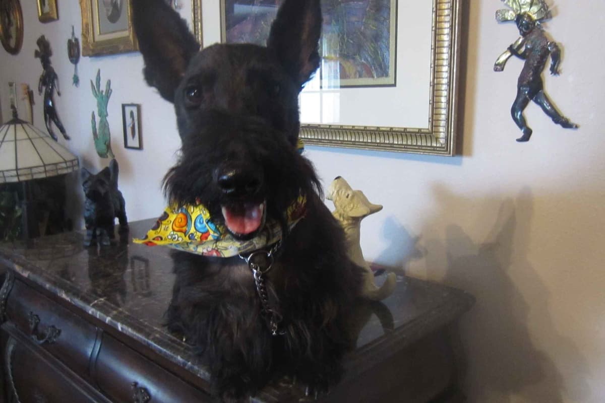 Scottish Terrier Puppies breeder image 7