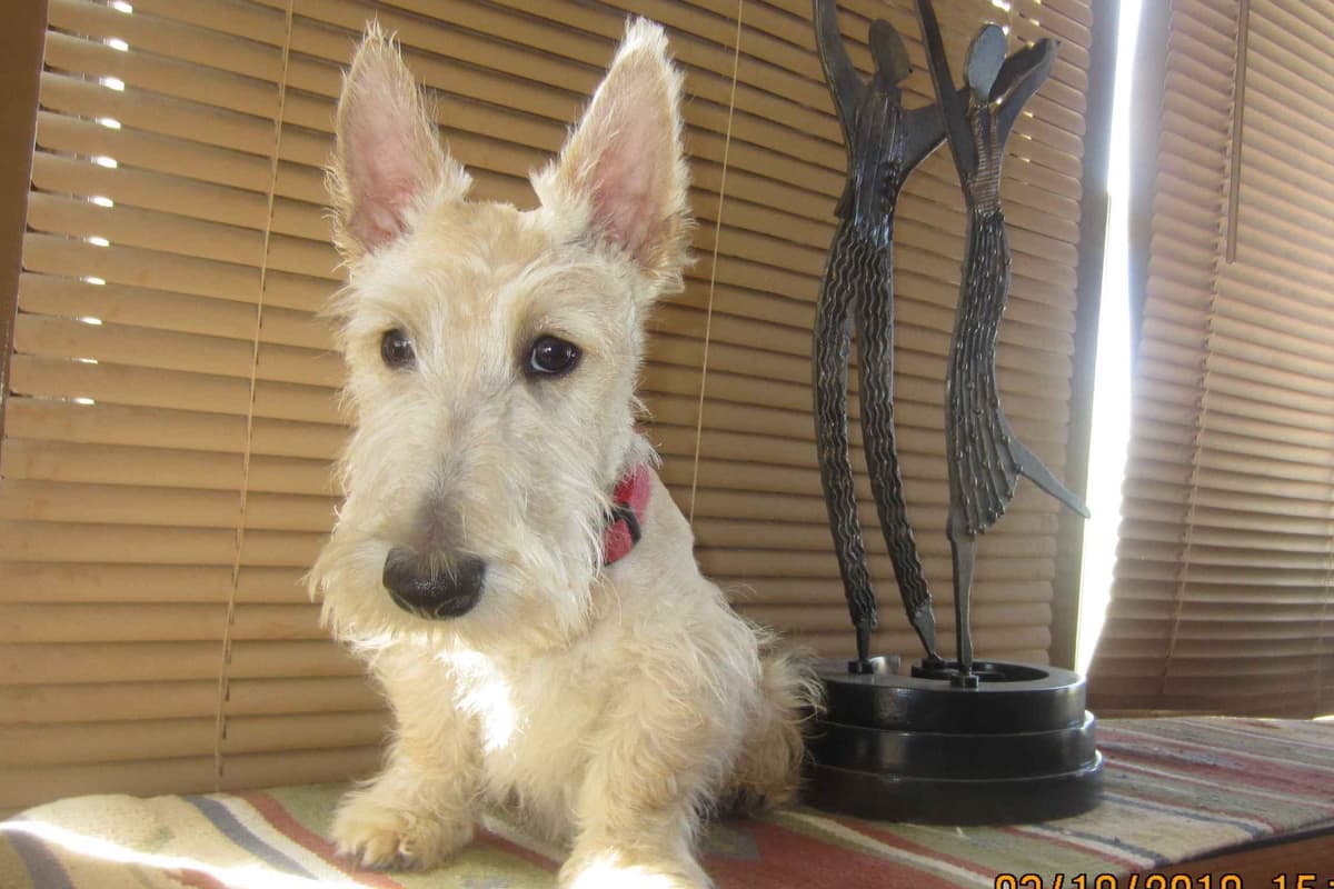 Scottish Terrier Puppies breeder image 8