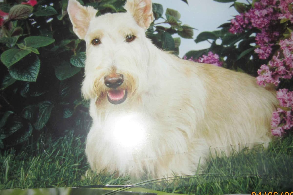 Scottish Terrier Puppies breeder image 9
