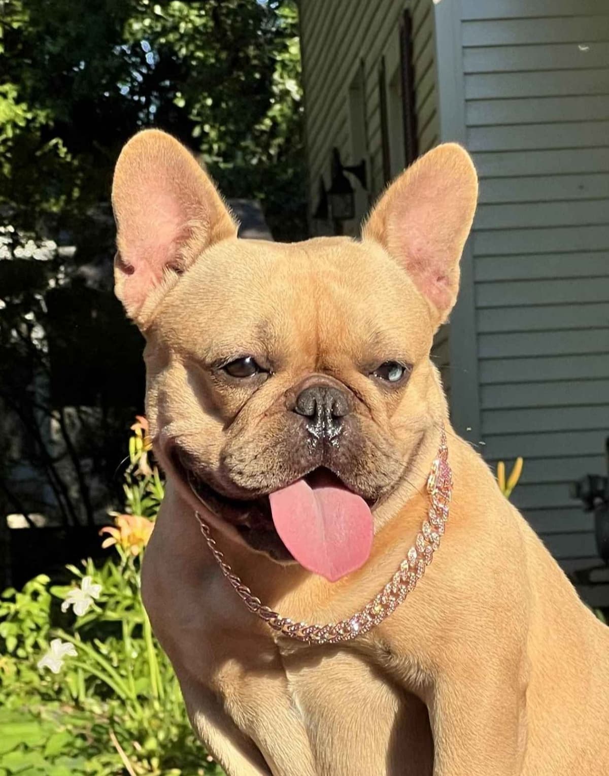Fawn French Bulldog Puppy breeder image 1