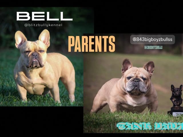 Fawn French Bulldog Puppy media 2
