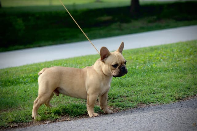 Fawn French Bulldog Puppy media 3