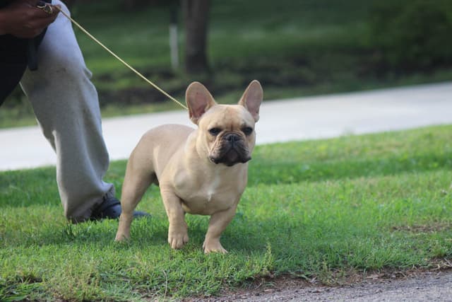 Fawn French Bulldog Puppy media 4