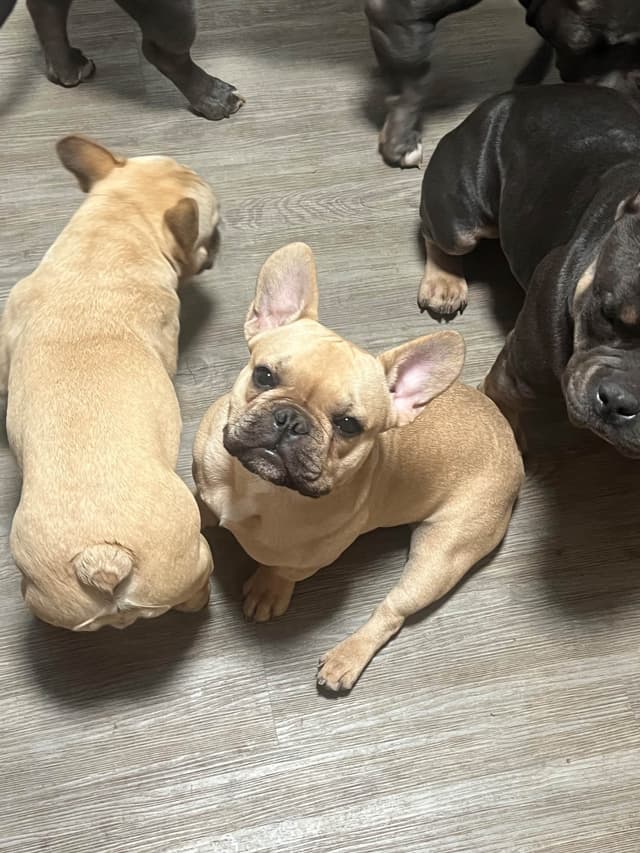 Fawn French Bulldog Puppy media 5