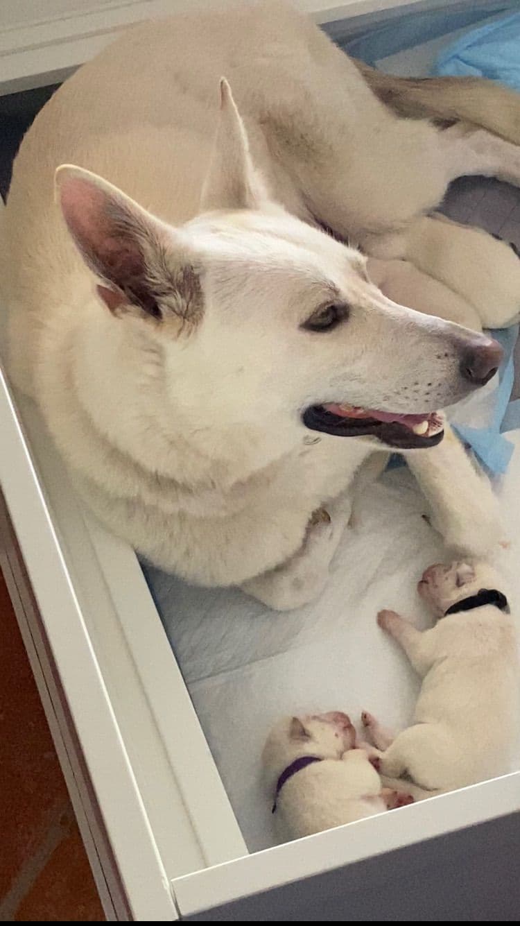 Diamond White German Shepherds 805-603-6246 breeder image 1