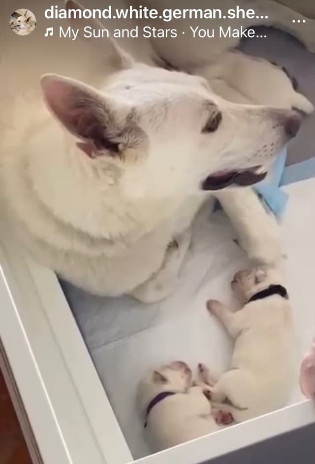Diamond White German Shepherds 805-603-6246 media 9