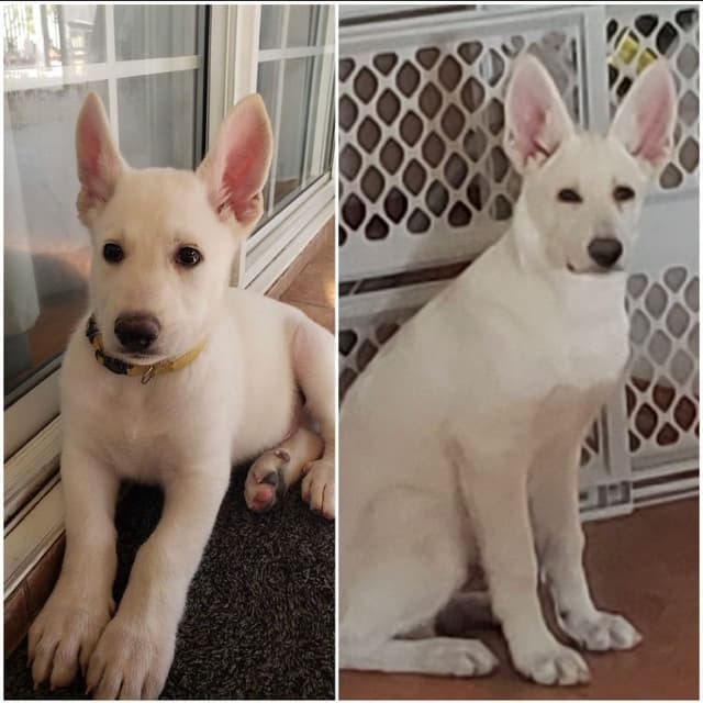 Diamond White German Shepherds 805-603-6246 media 15