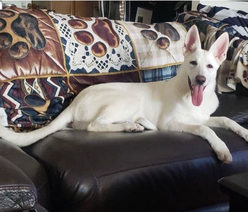 Diamond White German Shepherds 805-603-6246 media 10
