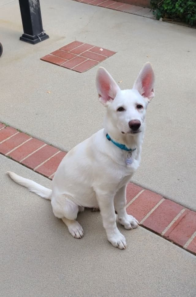 Diamond White German Shepherds 805-603-6246 media 16