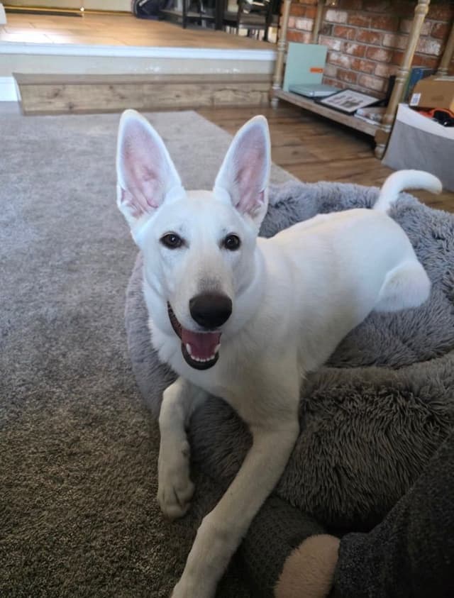 Diamond White German Shepherds 805-603-6246 media 20