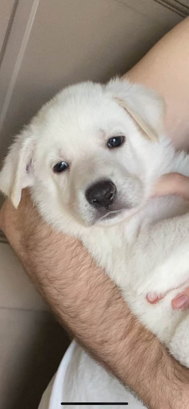 Diamond White German Shepherds 805-603-6246 media 21