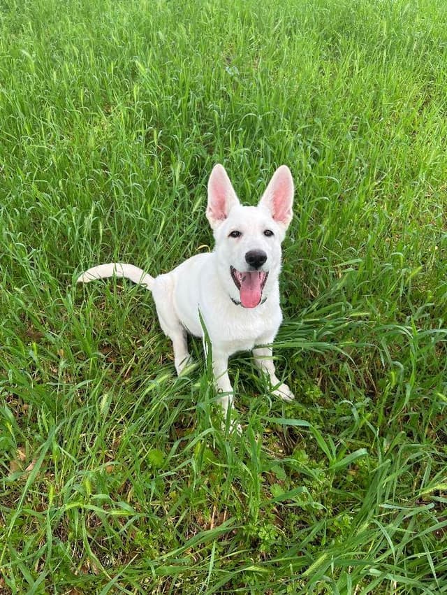 Diamond White German Shepherds 805-603-6246 media 26