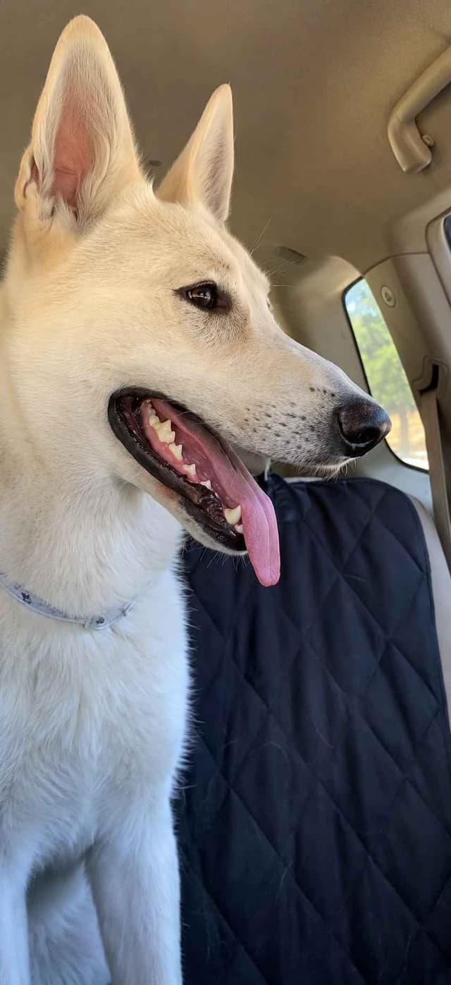 Diamond White German Shepherds 805-603-6246 media 12