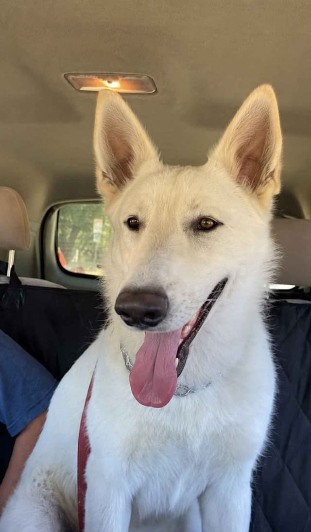 Diamond White German Shepherds 805-603-6246 media 11