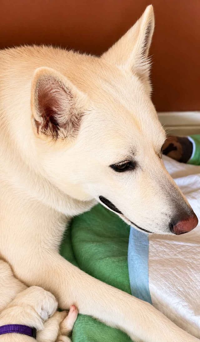 Diamond White German Shepherds 805-603-6246 media 28