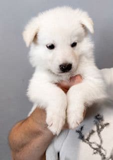 Diamond White German Shepherds 805-603-6246 media 7