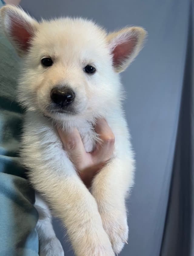 Diamond White German Shepherds 805-603-6246 media 5