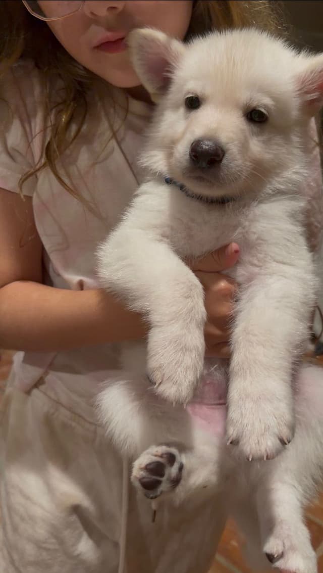Diamond White German Shepherds 805-603-6246 media 6