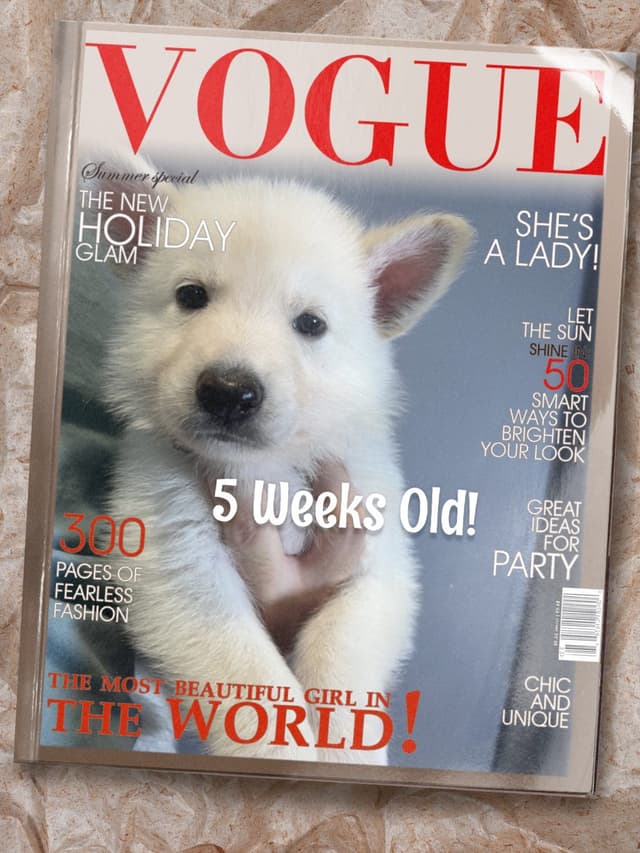 Diamond White German Shepherds 805-603-6246 media 4
