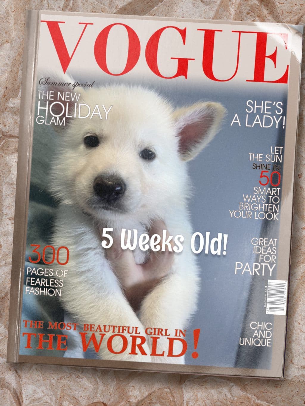 Diamond White German Shepherds 805-603-6246 breeder image 3