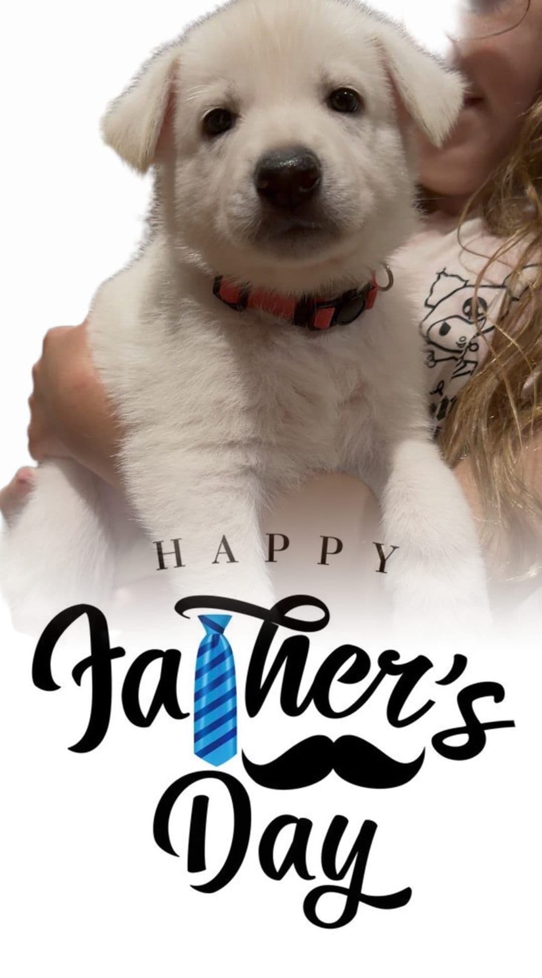 Diamond White German Shepherds 805-603-6246 breeder image 6