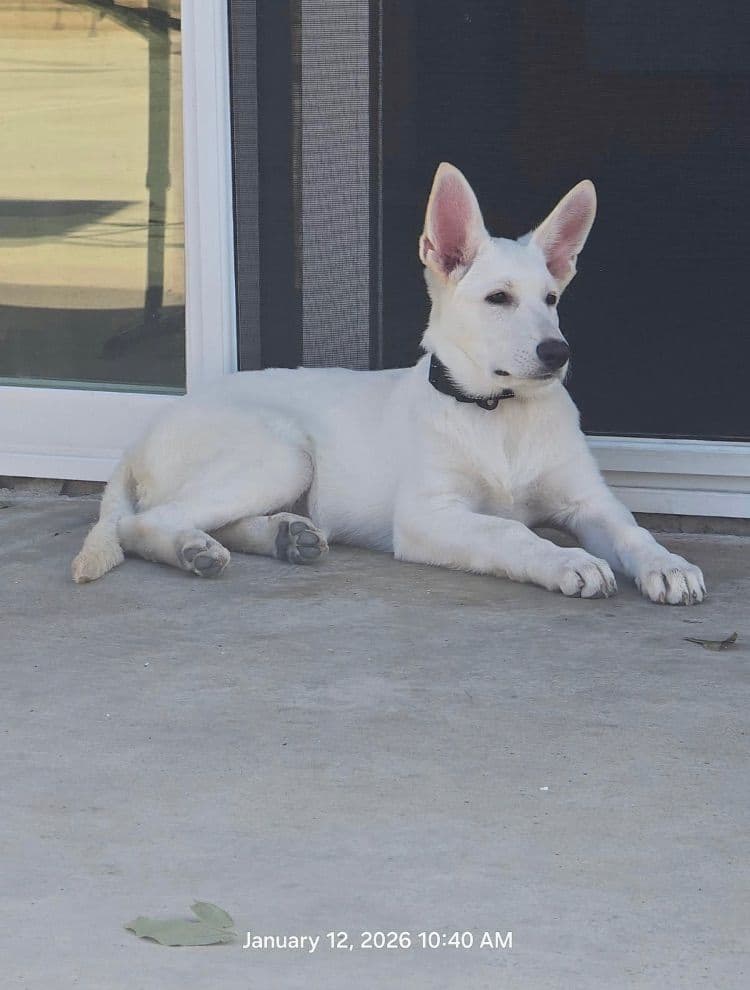 Diamond White German Shepherds 805-603-6246 breeder image 11