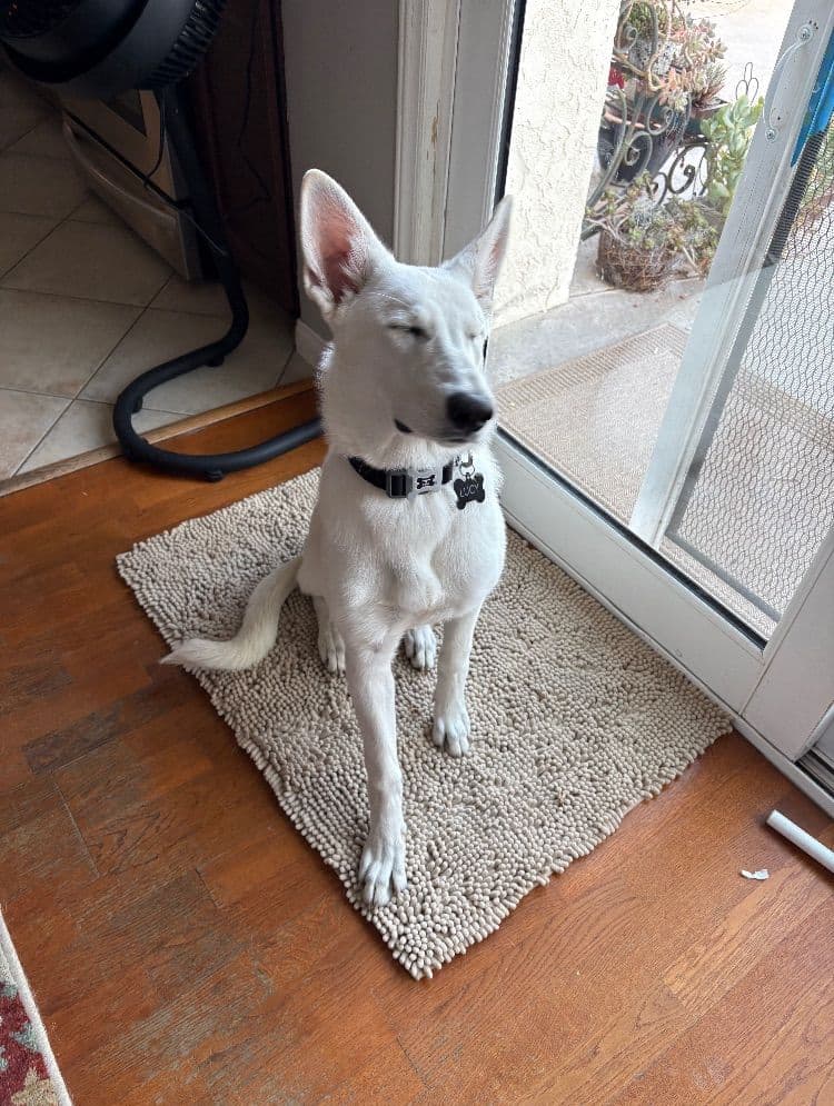 Diamond White German Shepherds 805-603-6246 breeder image 13