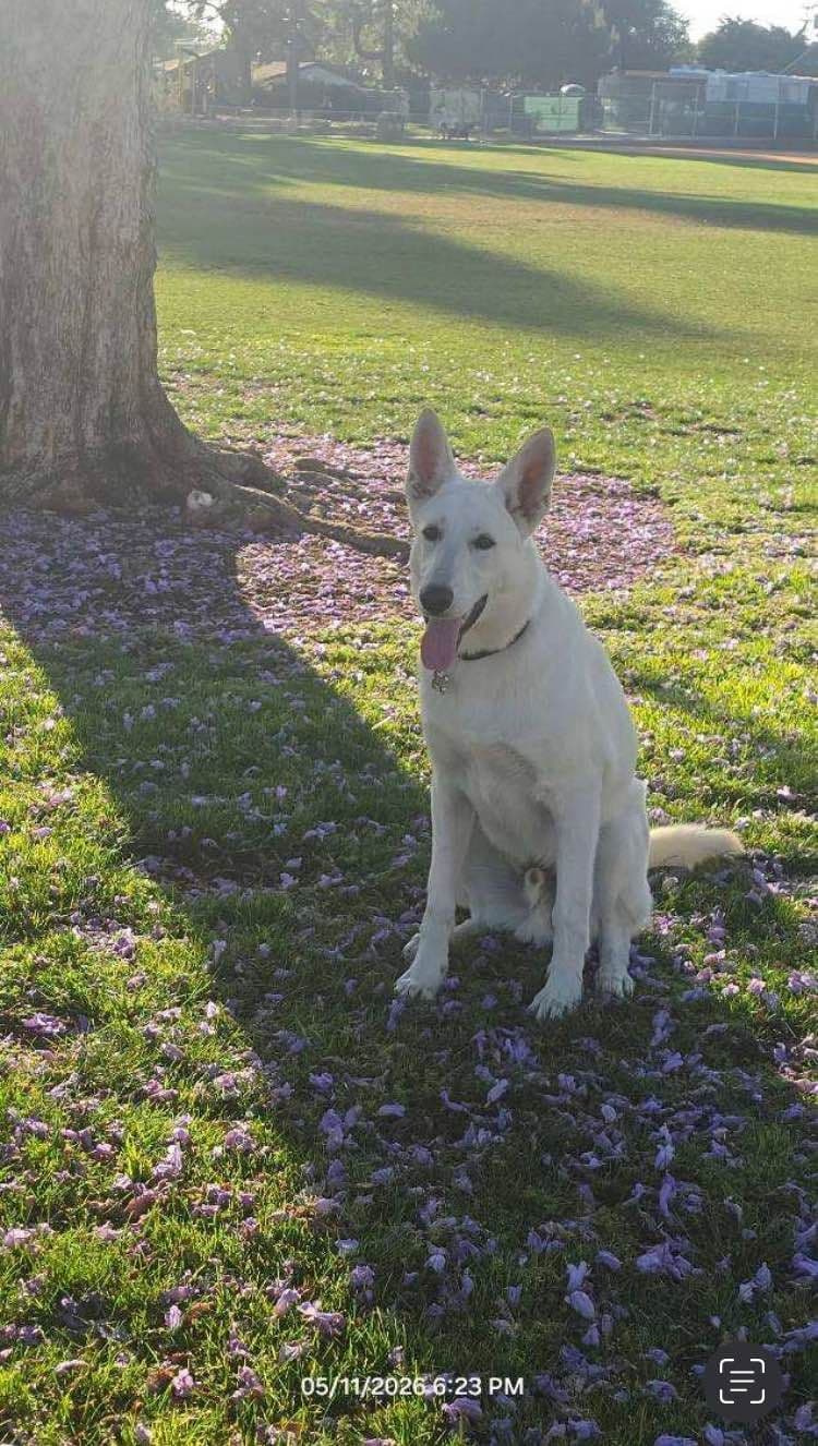 Diamond White German Shepherds 805-603-6246 breeder image 14
