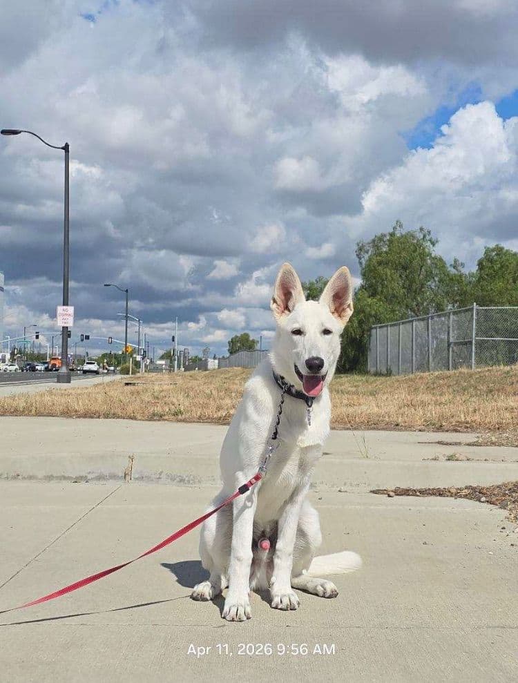 Diamond White German Shepherds 805-603-6246 breeder image 16