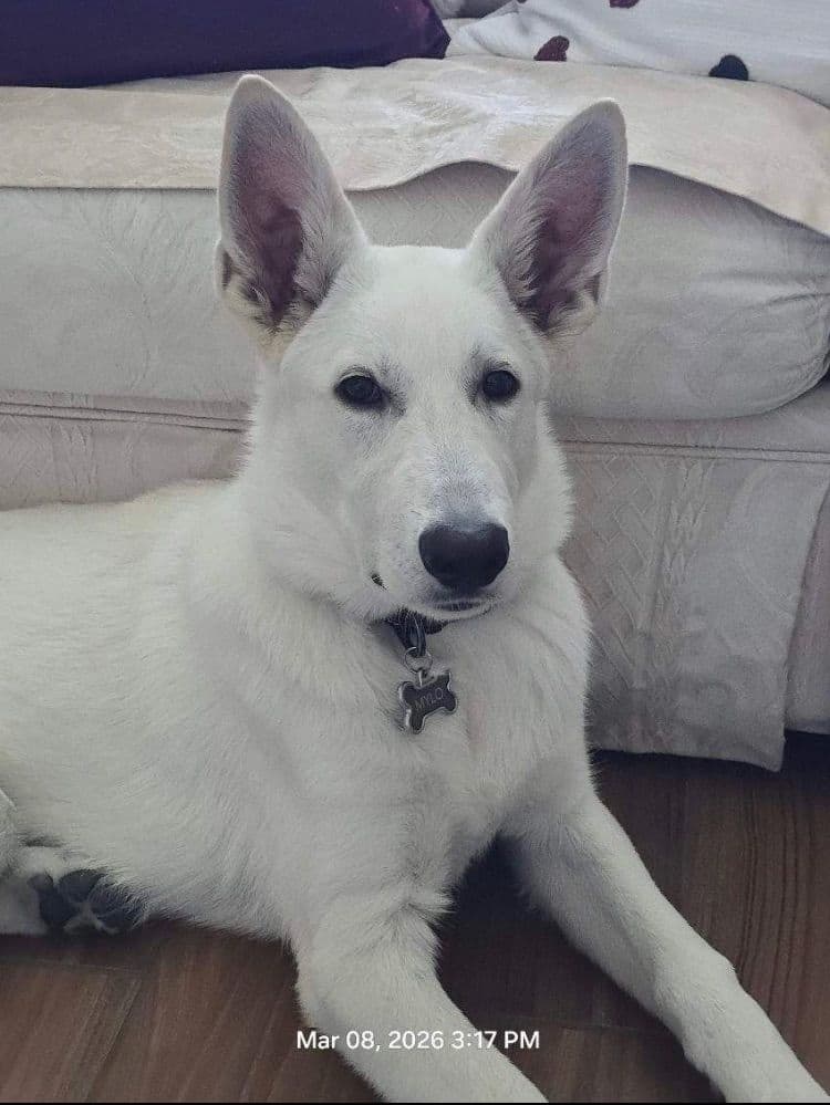 Diamond White German Shepherds 805-603-6246 breeder image 17