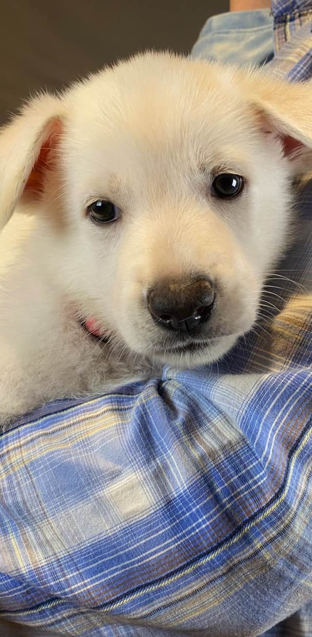 Diamond White German Shepherds 805-603-6246 media 3