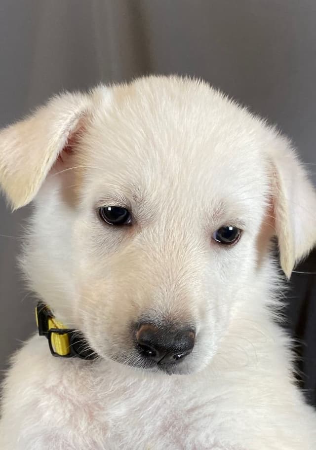Diamond White German Shepherds 805-603-6246 media 2