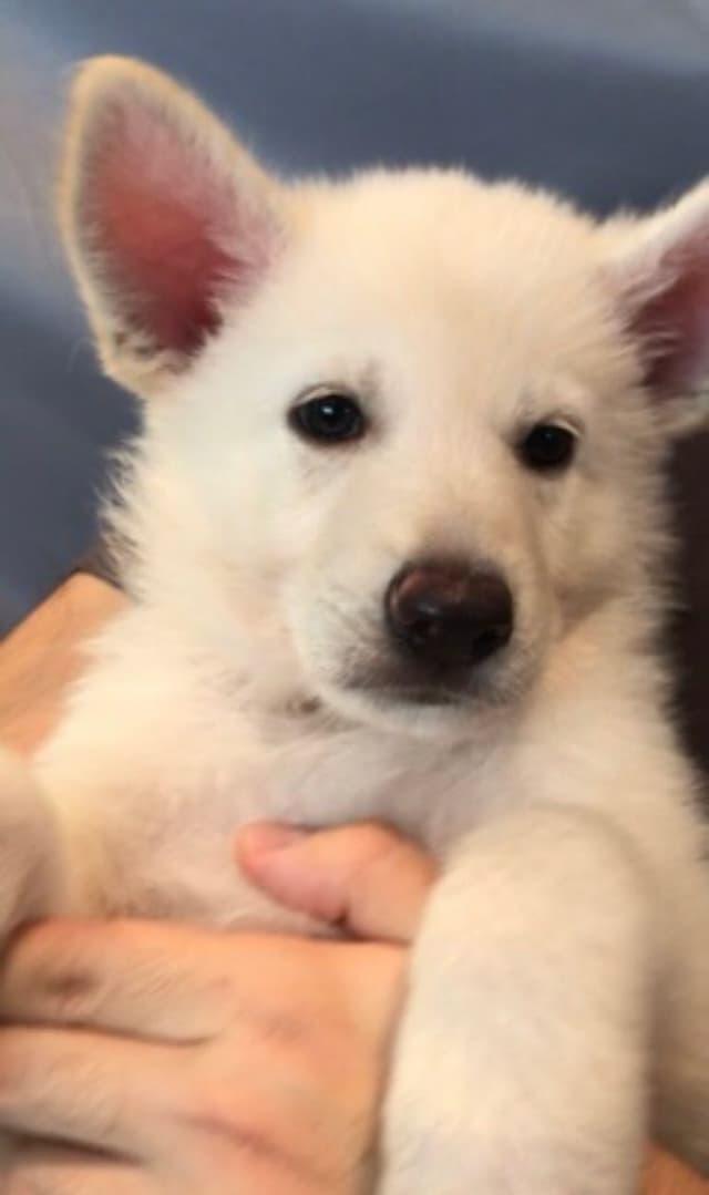 Diamond White German Shepherds 805-603-6246 media 18
