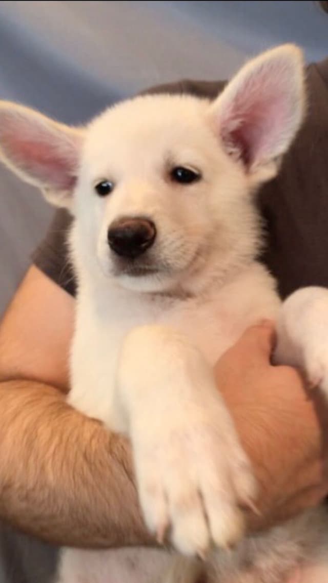 Diamond White German Shepherds 805-603-6246 media 17