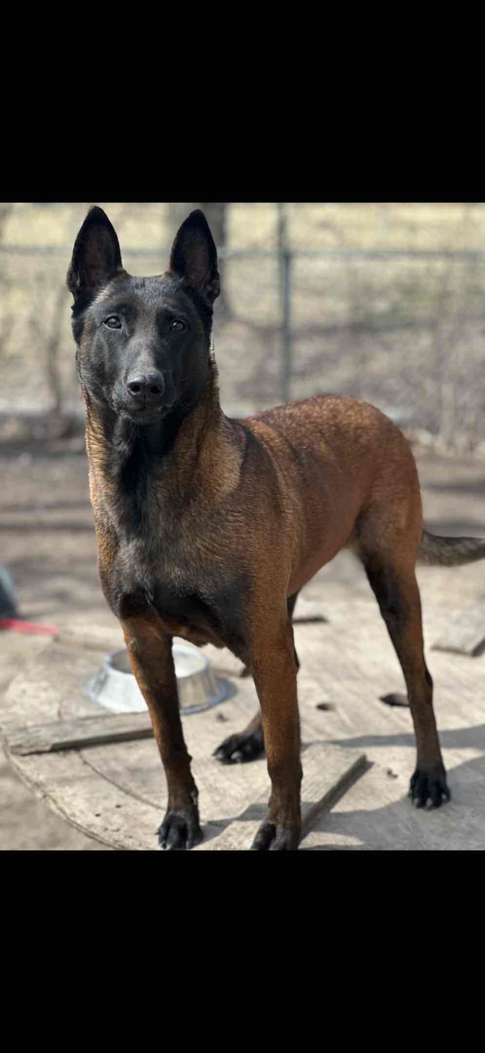 Belgian Malinois Puppies breeder image 1