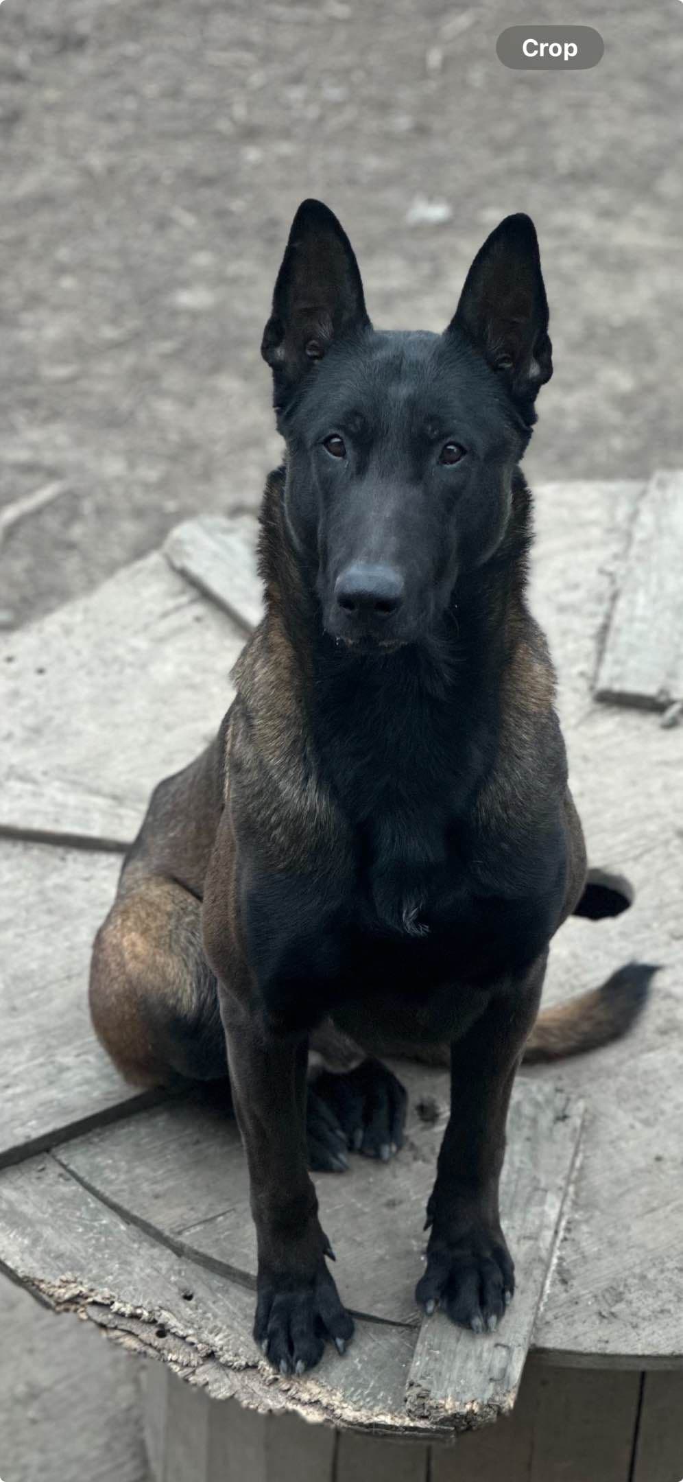 Belgian Malinois Puppies breeder image 2