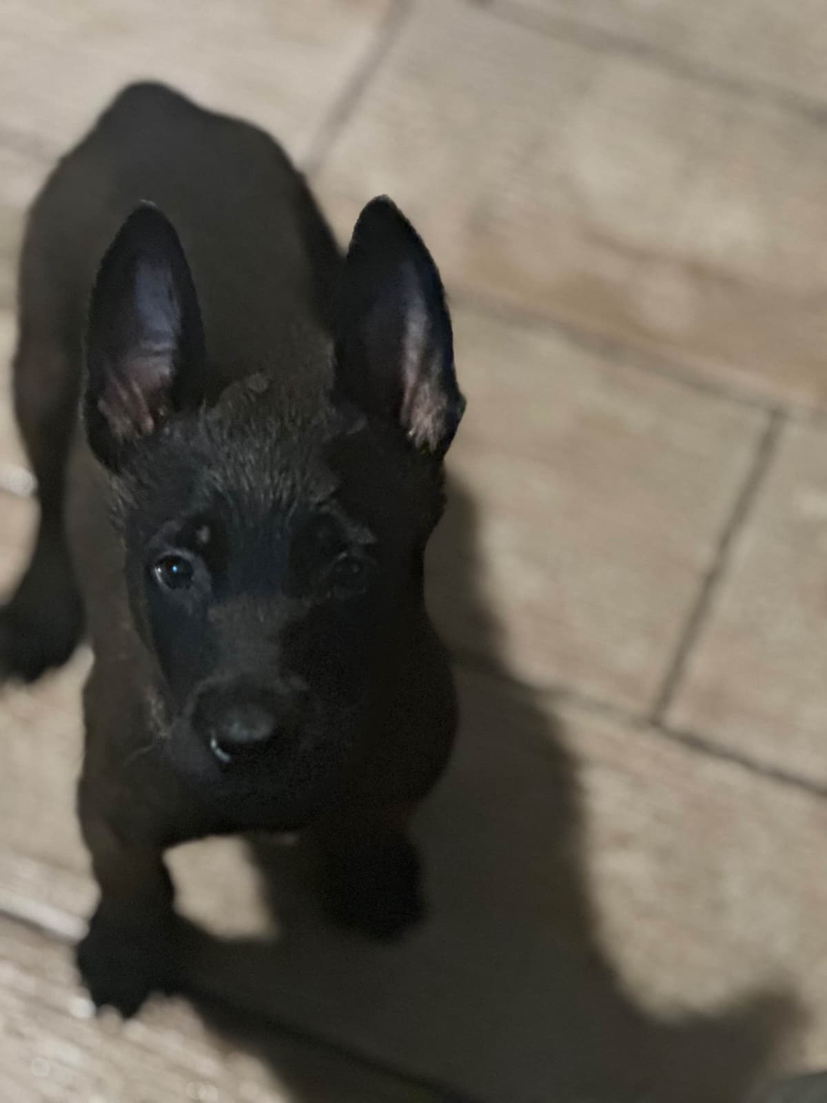 Belgian Malinois Puppies breeder image 4