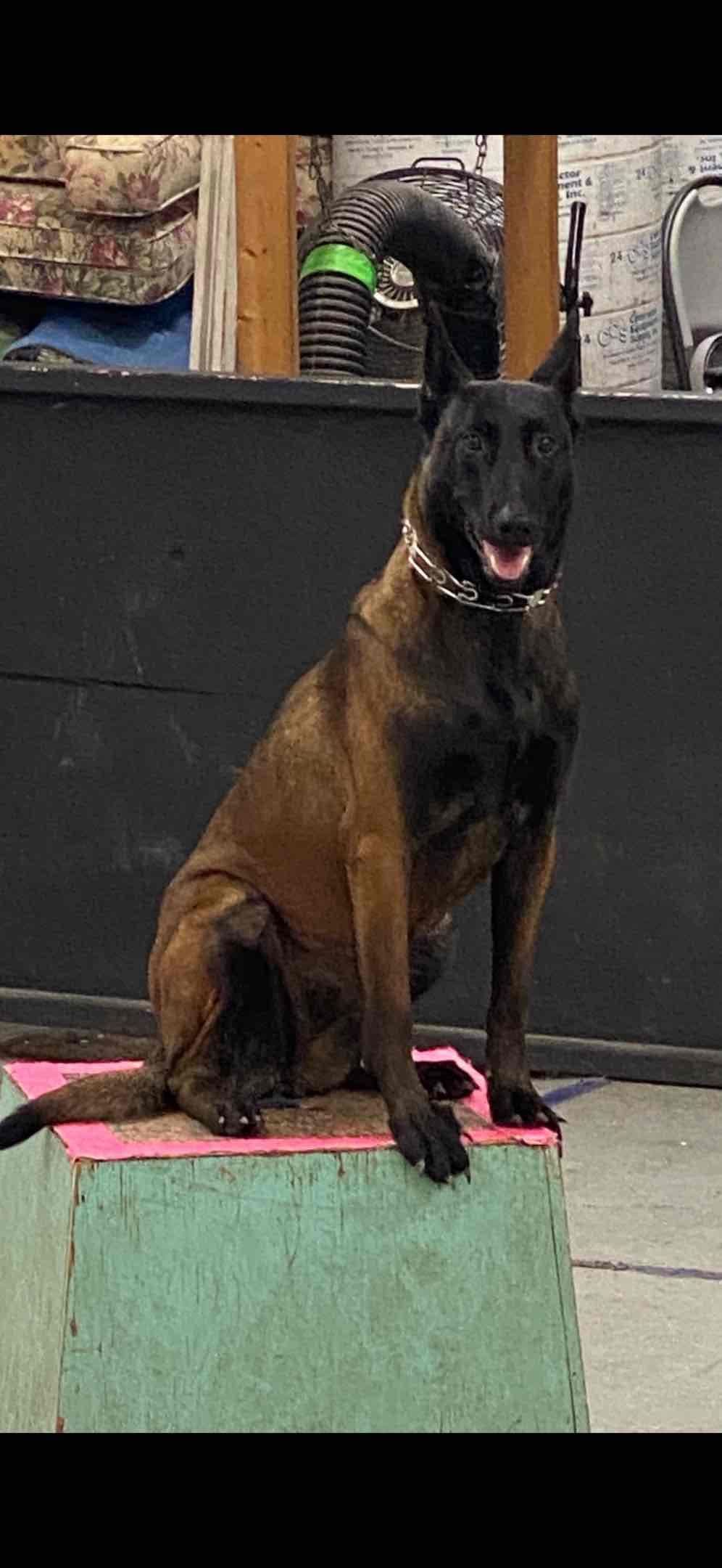 Belgian Malinois Puppies breeder image 5