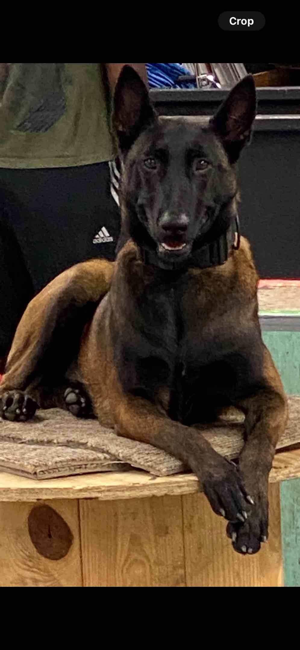 Belgian Malinois Puppies breeder image 6