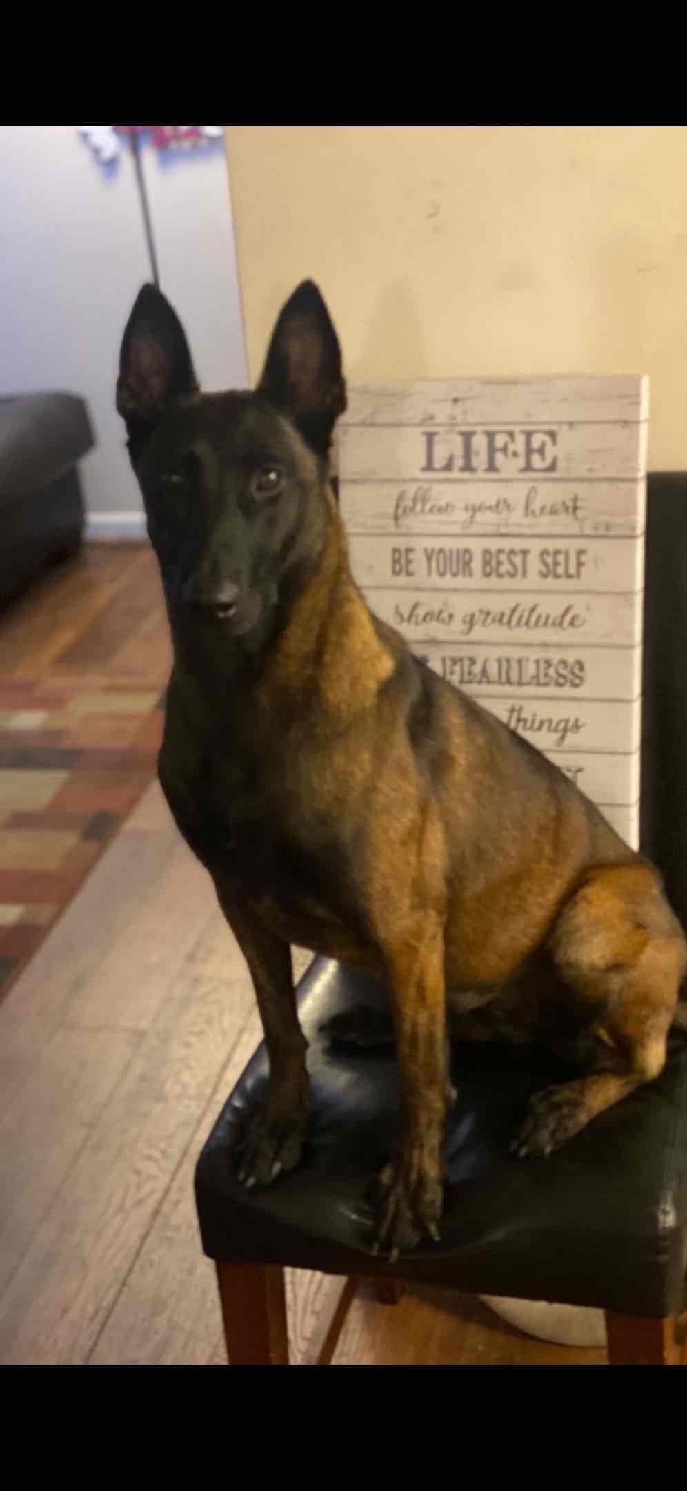 Belgian Malinois Puppies breeder image 7