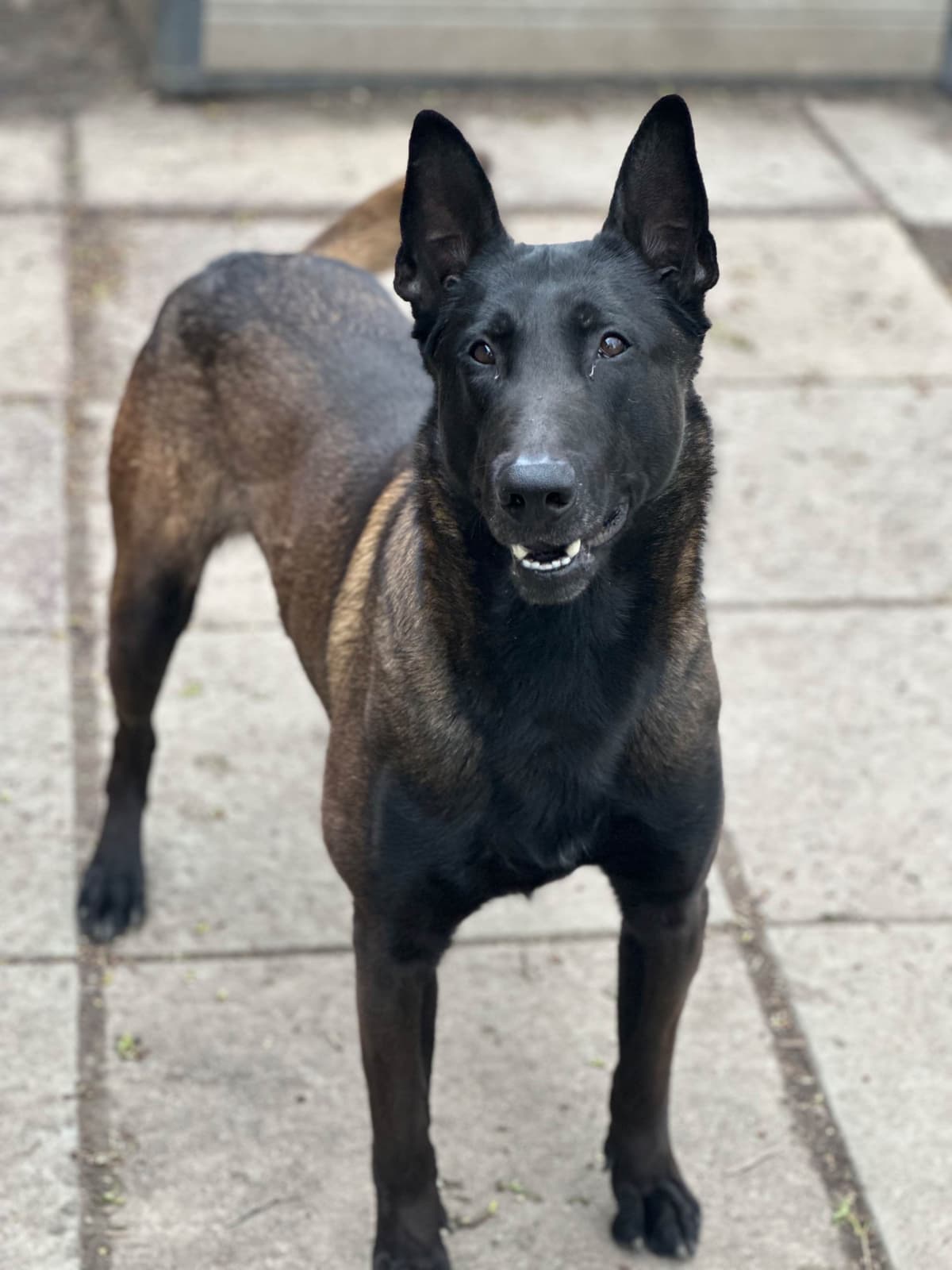 Belgian Malinois Puppies breeder image 8