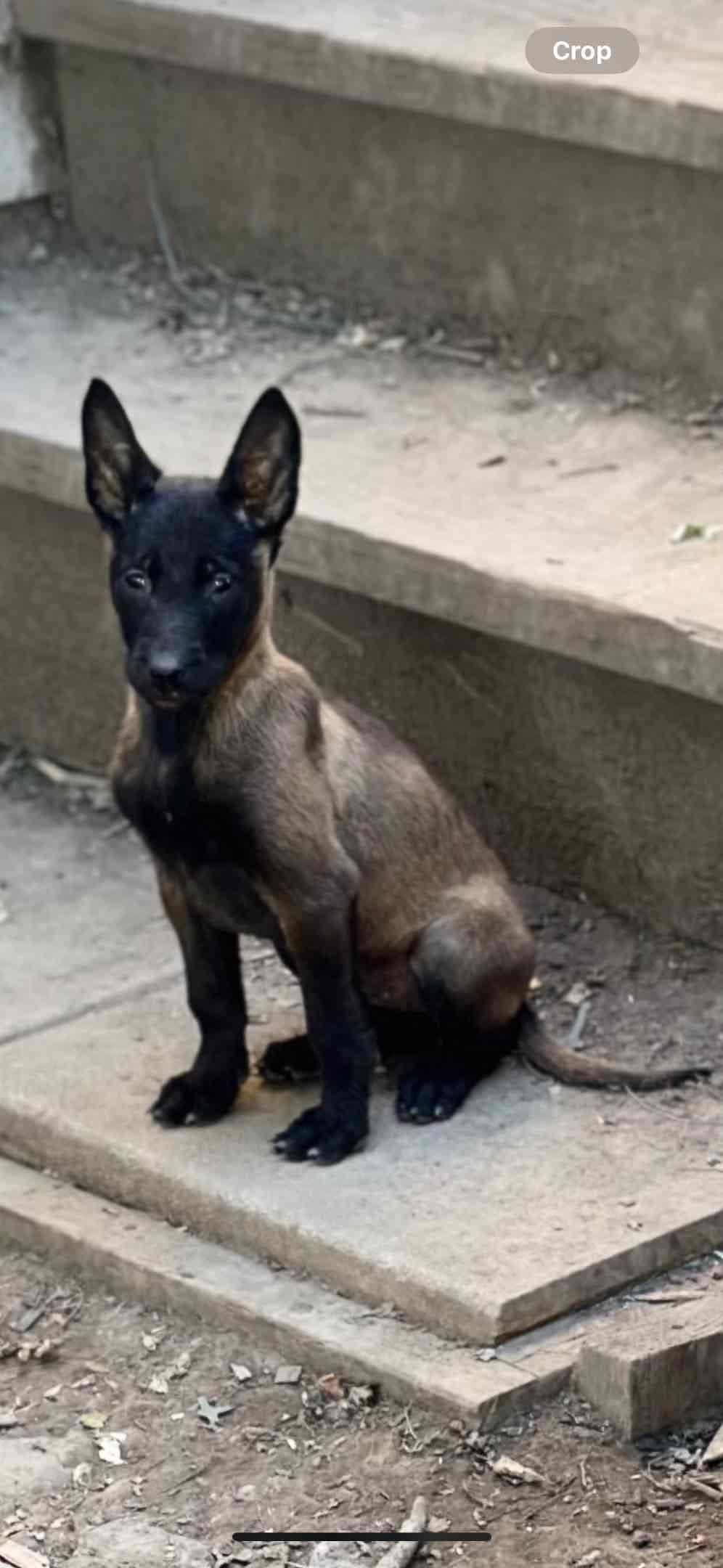 Belgian Malinois Puppies breeder image 9